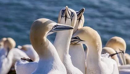 马德兴：别否定申花胜利 崔康熙给了中国球员信心